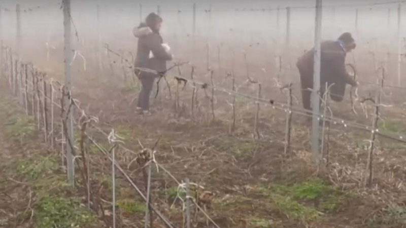 Трагедия! Родни лозари изкореняват насажденията си ВИДЕО