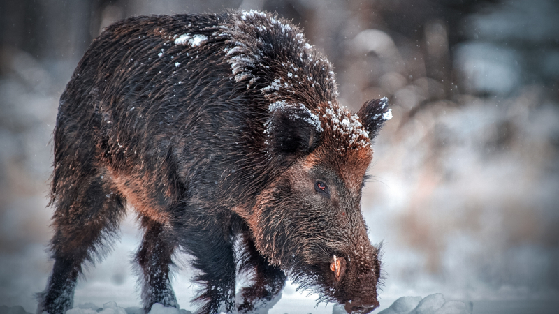 300-килограмови зверове нападнаха САЩ по тунели, прокопани в снега 