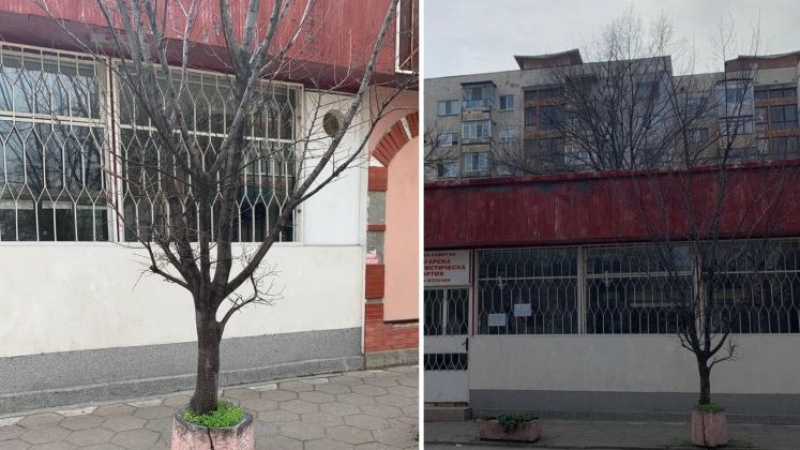 Дърво "поникна" на изумително място в Пловдив, хората треперят от страх, защото... СНИМКИ