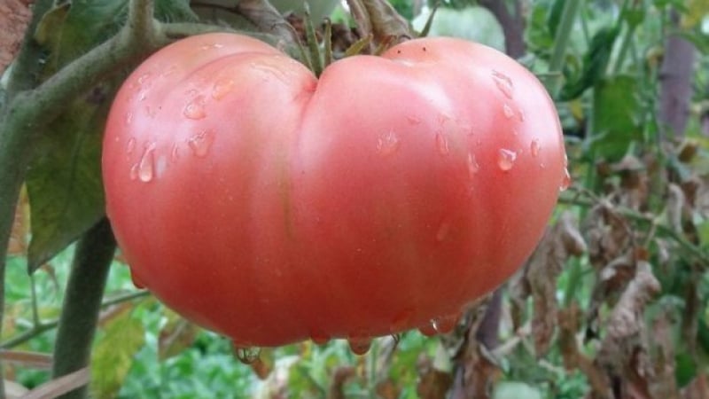 Легендарният розов домат, отгледан за първи път в Пловдивско, на път да изчезне, ето причината