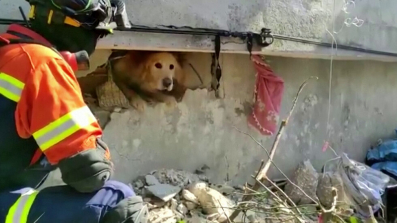 Чудо: Куче бе спасено след 23 дни под отломките в Турция
