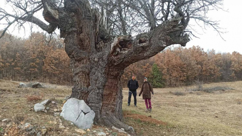 Това е най-впечатляващото дърво в България СНИМКИ
