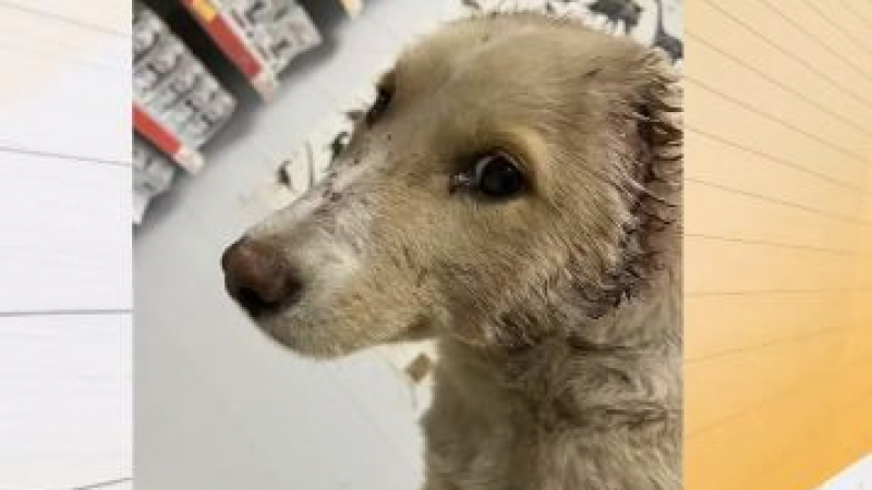 Отрязаха ушите на бездомно кученце в София с лозарска ножица ВИДЕО