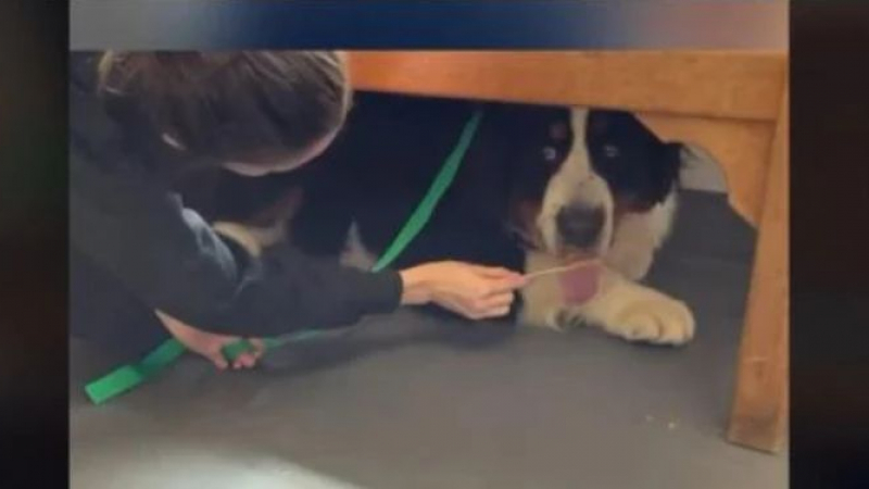 TikTok се залива от смях: Голямо куче с голям страх от ветеринаря