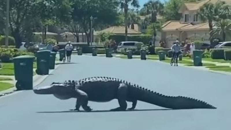 Потрес! 10-метров алигатор се разходи по оживена слънчева улица ВИДЕО