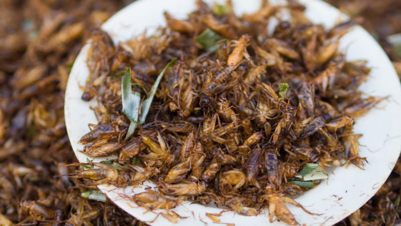 В 18 масови храни вече се влага хитин от насекоми, който предизваквал рак. Проф. Начев коментира, че...