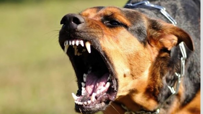 Хорър: Евтаназираха кучетата убийци, за да търсят в тях парчета от санитарката Мирослава