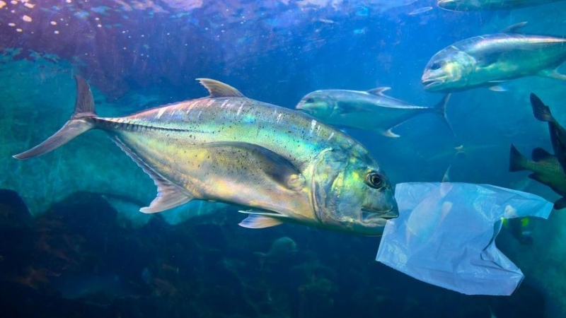 Доц. Райков от БАН каза истината за пластмасата в рибата от Черно море 