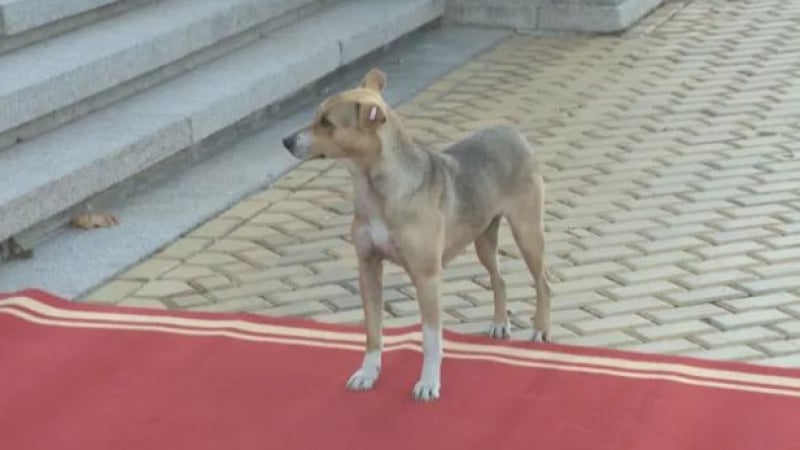 Гореща новина за най-известното куче в България преди старта на парламента 