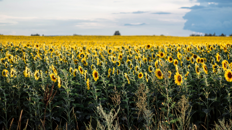 Зърнопроизводител: Има върнати камиони с украински слънчоглед заради лошо качество