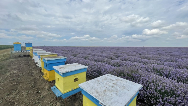 Наш пчелар: Цакат народа с евтин и некачествен украински мед, убиват целия отрасъл