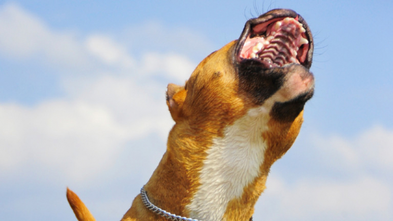 Зоопсихолог обясни каква съдба чака кучето, разкъсало и убило стопанина си в София