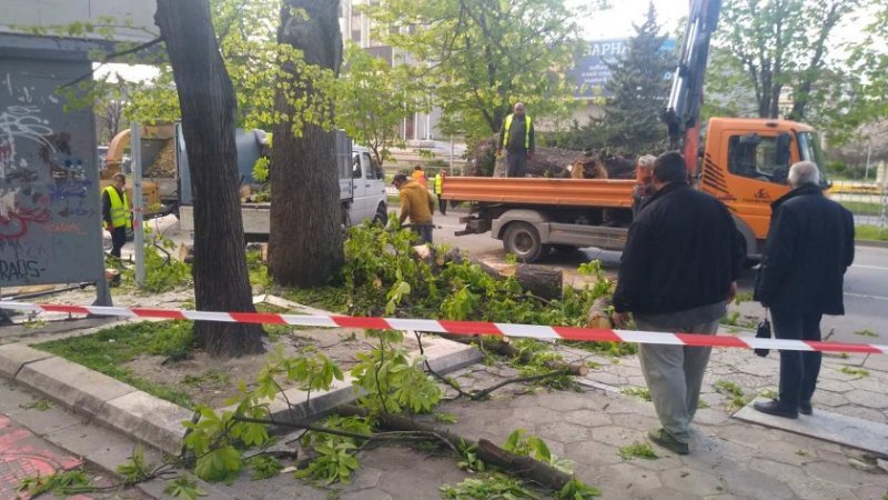 Огромно дърво се сгромоляса на пъпа на Варна СНИМКИ 