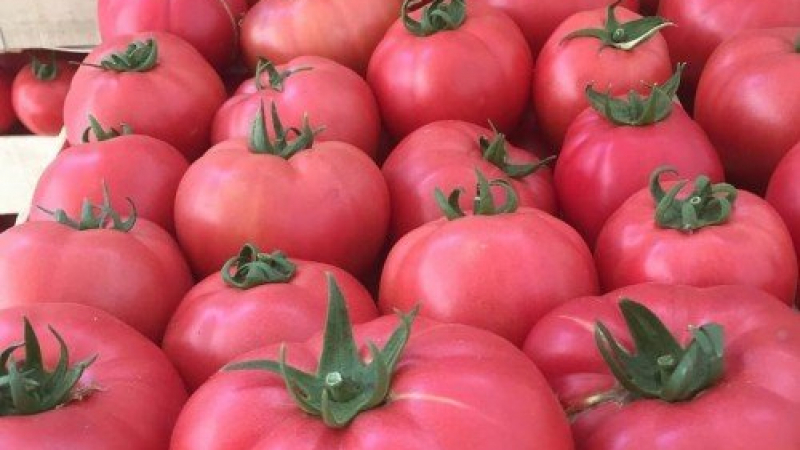 Тревожна прогноза за любимия на всички българи розов домат