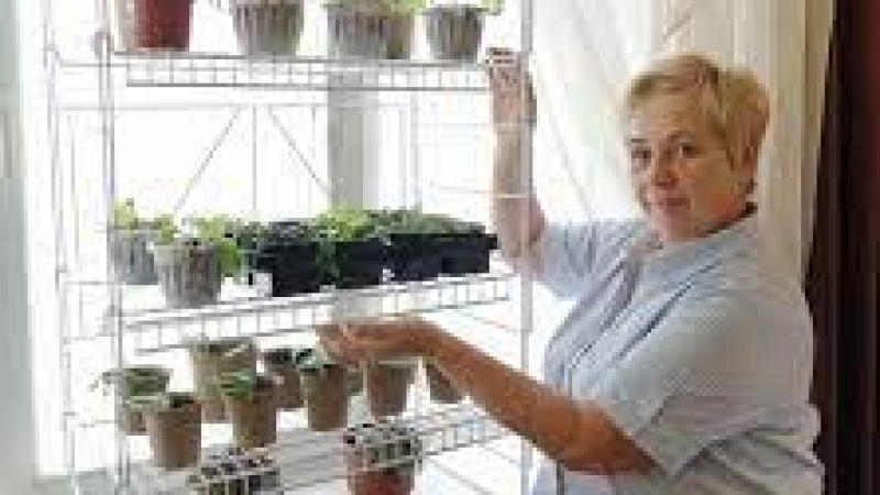 Пенсионерката Светлана: Ето как да засадите билки на прозореца в апартамента