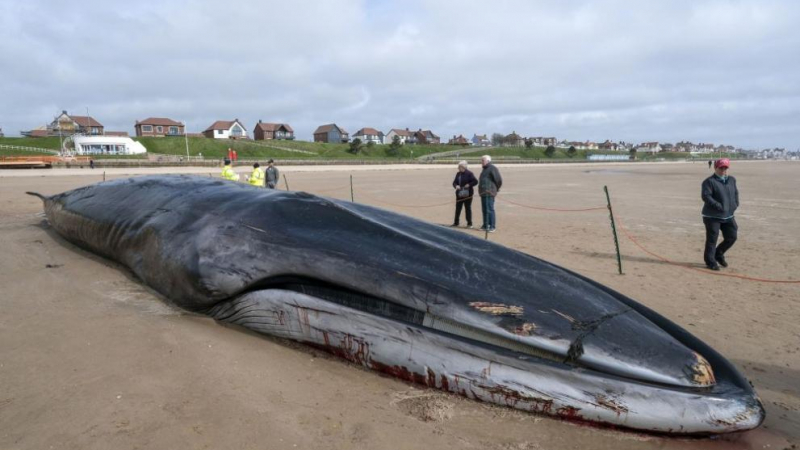 17-метров кит загина в страшни мъки на плажа СНИМКИ 
