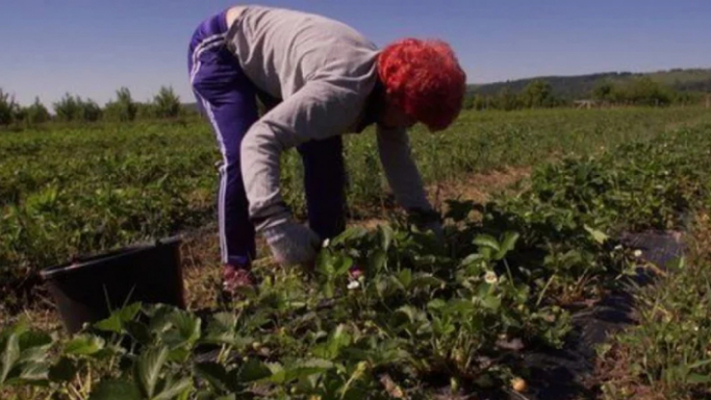 Христина си купи апартамент с пари от гурбет, ето колко години бра плодове в Италия 