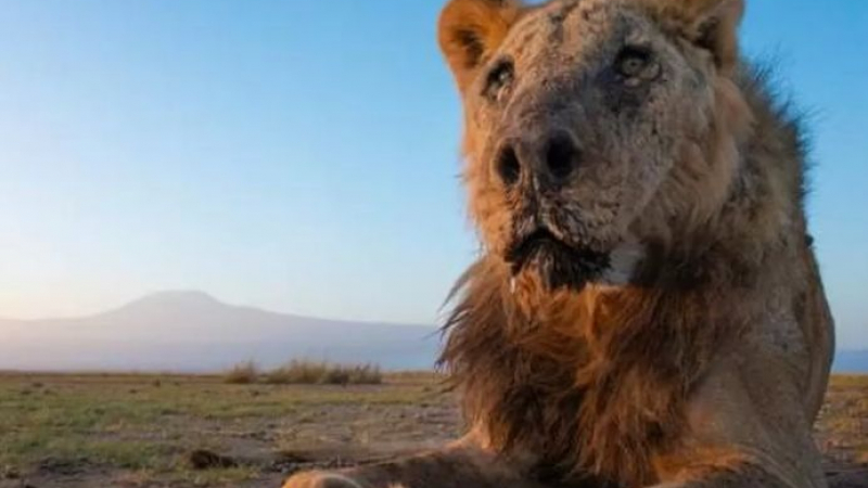 Пастири убиха най-стария лъв в света