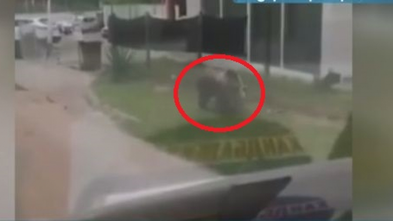 Още един изгладнял звяр кръстосва в Габровско, какво се случва ВИДЕО