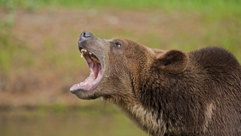 Мъст: Ловец изяде мечка, която му отхапа носа 