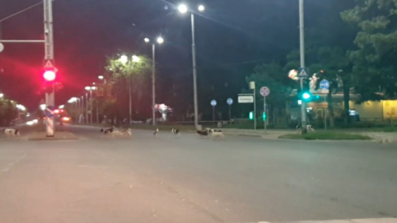 Страшна гледка в Пловдив посред нощ, хората не смеят да излязат СНИМКИ