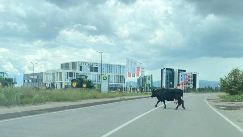 Каубойска държава: Крава галопира до летището в София СНИМКИ
