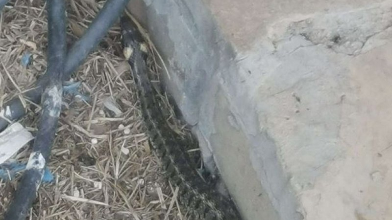 Мъж се уплаши от голяма змия в наш град, в мрежата го сдъвкаха 