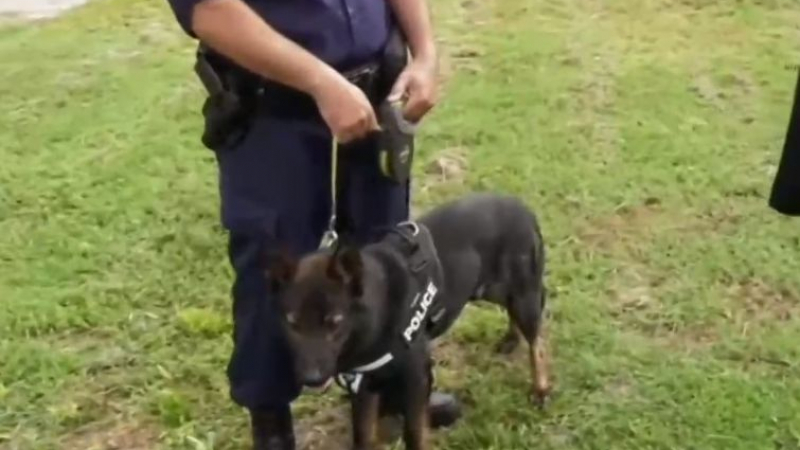 Всички говорят за подвига на полицейското куче Кай във Видинско ВИДЕО