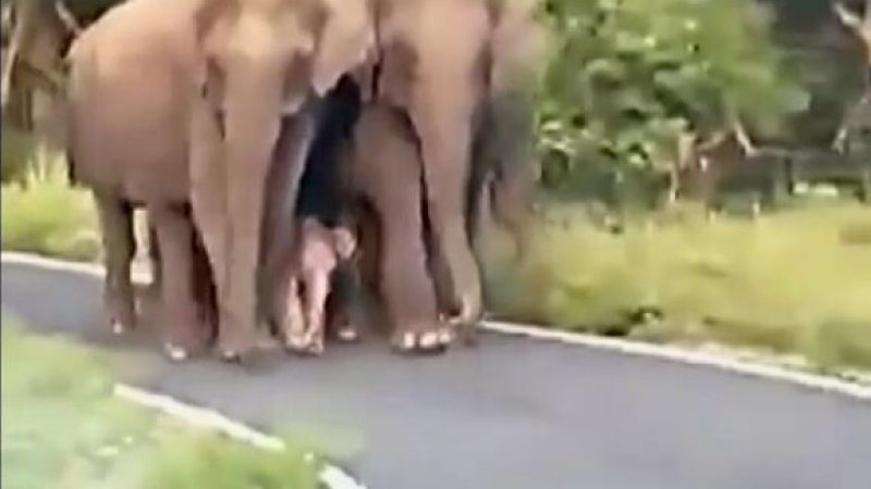 Такова слонче със сигурност през живота си никъде не сте виждали ВИДЕО