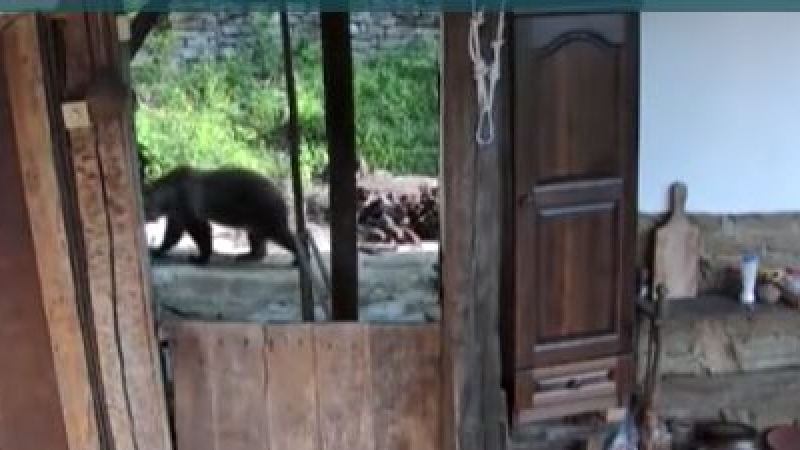 Свиреп звяр изправи на нокти обитателите на село в Троянския Балкан ВИДЕО 