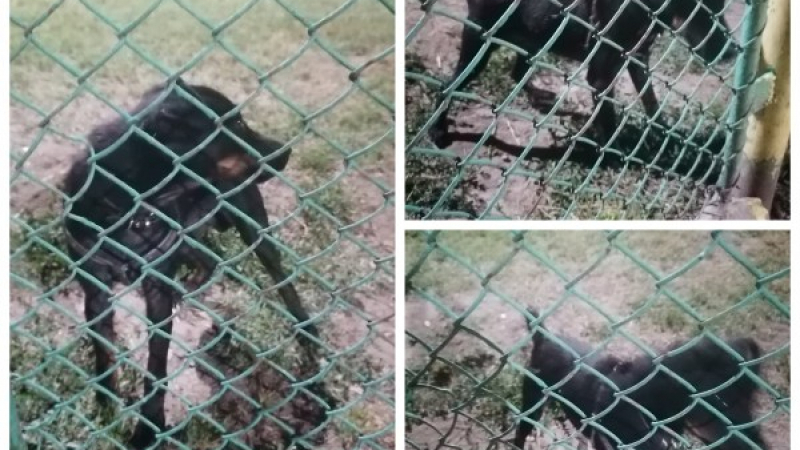 Изоставено куче на площадка в Пловдив вбеси мрежата СНИМКИ 