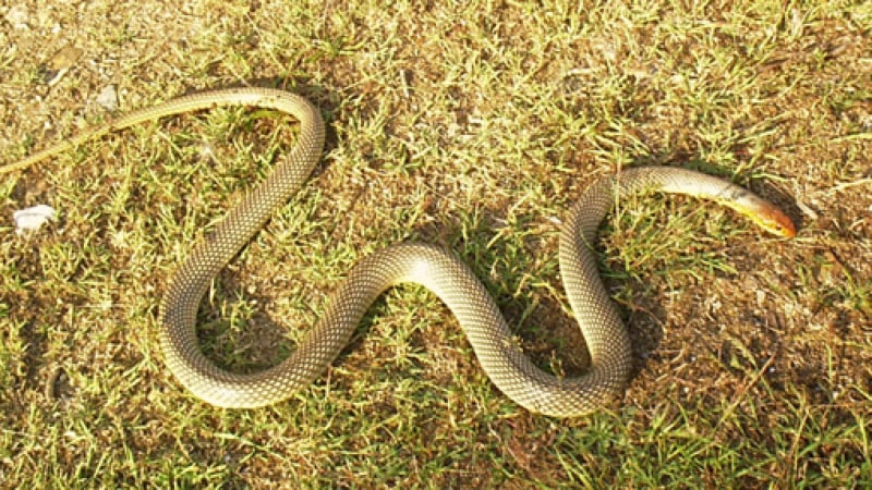 Ето какви змии има в България и как да се пазим