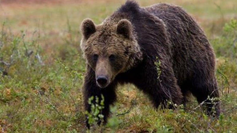 Страшен звяр вилнее в Кърджалийско село СНИМКИ