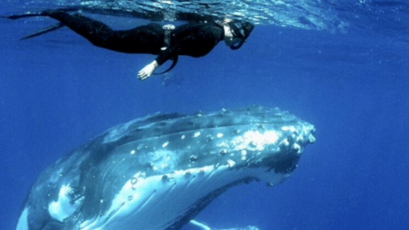В пастта на звяра: Гърбат кит погълна цял рибар, а после го изплю жив и здрав СНИМКА