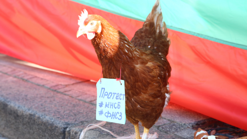 Недоволна кокошка излезе на протест до НС! Фоторепортаж в БЛИЦ