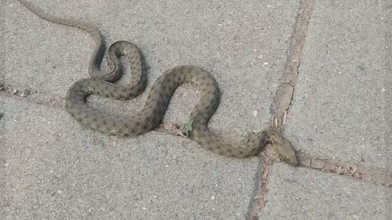 Змия срещна жена във Враца, свидетели не знаят кой е по-уплашен ВИДЕО