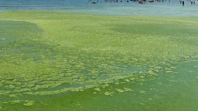 Странна зелена вода стресна летовниците край Приморско, не смеят да нагазят