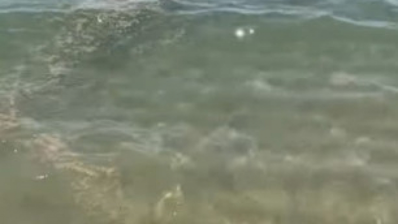 Отвратителна гледка във водата на плажа във Варна, летовниците в шок ВИДЕО