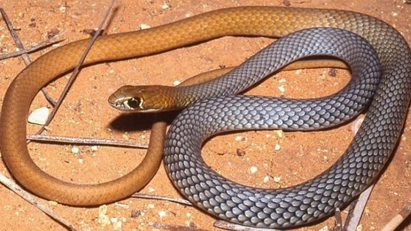 Учените в Австралия с откритие за нов вид змии: Те са отровни и много бързи 