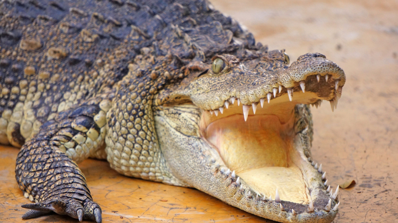 Извадиха тялото на изчезнал фермер от корема на огромен 4-метров крокодил СНИМКА 18+