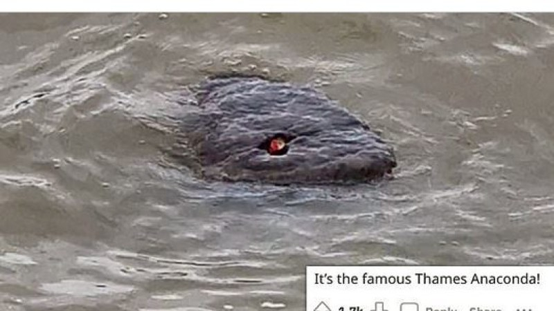 Страшно същество се крие във водите на Темза СНИМКИ 18+