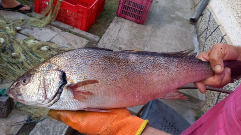 Невероятно: Рибар от Царево успя да улови тази необикновена риба, която се опитва веднъж в живота СНИМКИ