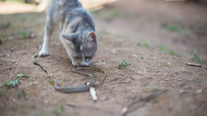Могат ли котките да усетят, ако има змия наблизо