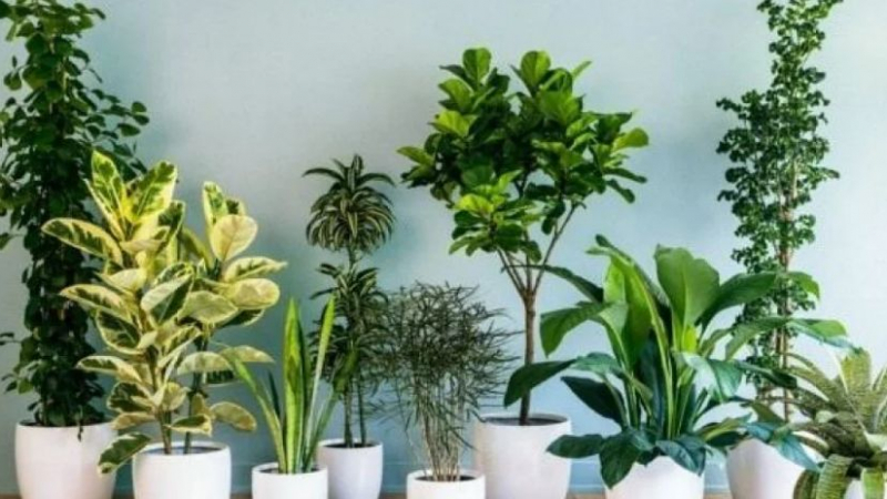 Тези растения ще разкрасят дома ви и ще направят чудеса със здравето ви
