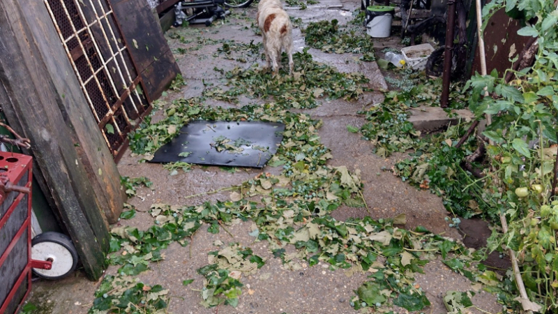 Тази СНИМКА на тъжно куче след бомбардировката в Дулово скъса сърцата на българите