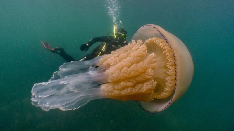 Хората по Черноморието са в ужас, питат се може ли отровни медузи да ги убият 