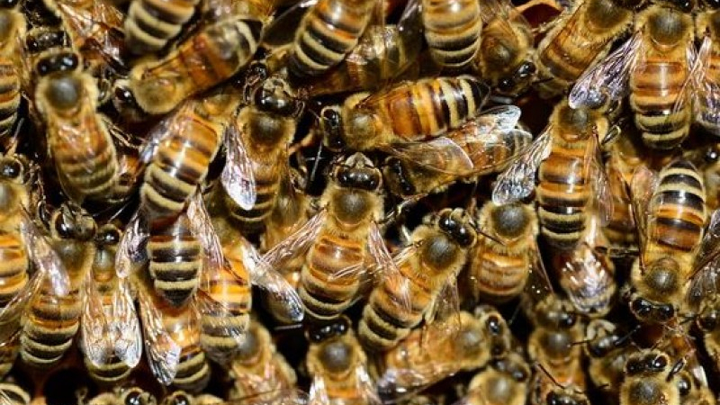 Мъж почина след ужилване от пчели в Индия