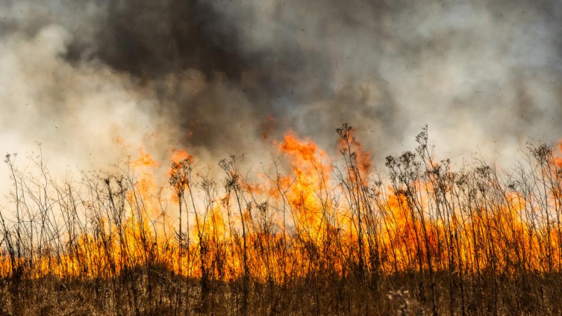 Огнен ад бушува край харманлийско село ВИДЕО