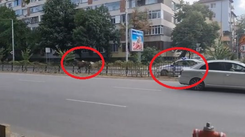Дивия Запад в Пловдив: Ченгета гонят препускащи коне ВИДЕО 
