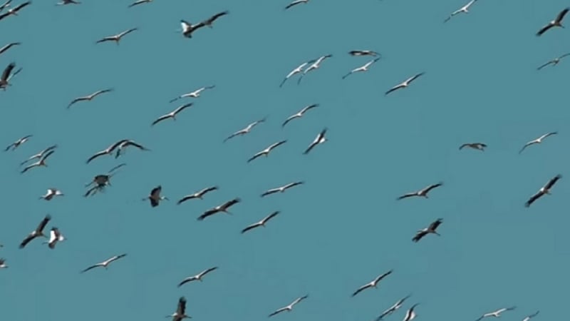  Небето над Бургас почерня от птици, какво се случва ВИДЕО 